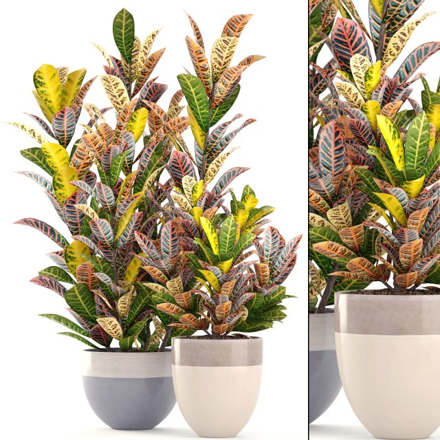 croton plants 3D Model .c4d .max .obj .3ds .fbx .stl .blend 
