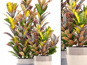 croton plants 3D Model