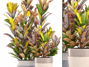 croton plants Modèle 3D