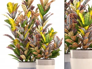 Croton-Pflanzen 3D Modell