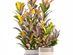 croton plants 3D Model