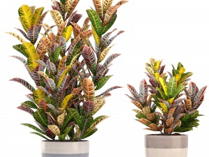 croton plants 3D Model