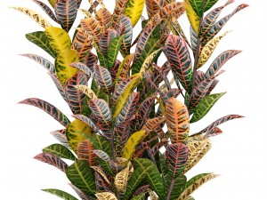 croton plants 3D Model