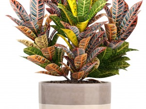 croton plants 3D Model