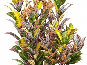 croton plants 3D Model