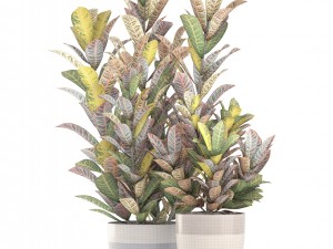 croton plants 3D Model