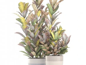 croton plants 3D Model