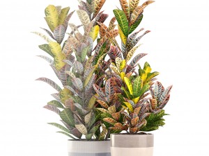 croton plants 3D Model