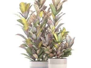 croton plants 3D Model