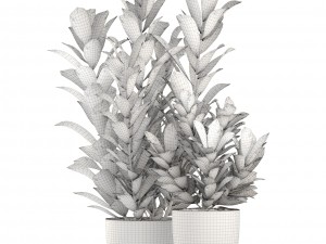 croton plants 3D Model