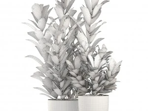 croton plants 3D Model