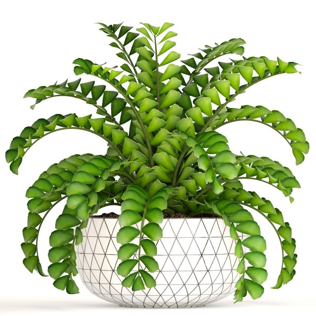 zamioculcas bush 3D Model .c4d .max .obj .3ds .fbx .stl .blend 