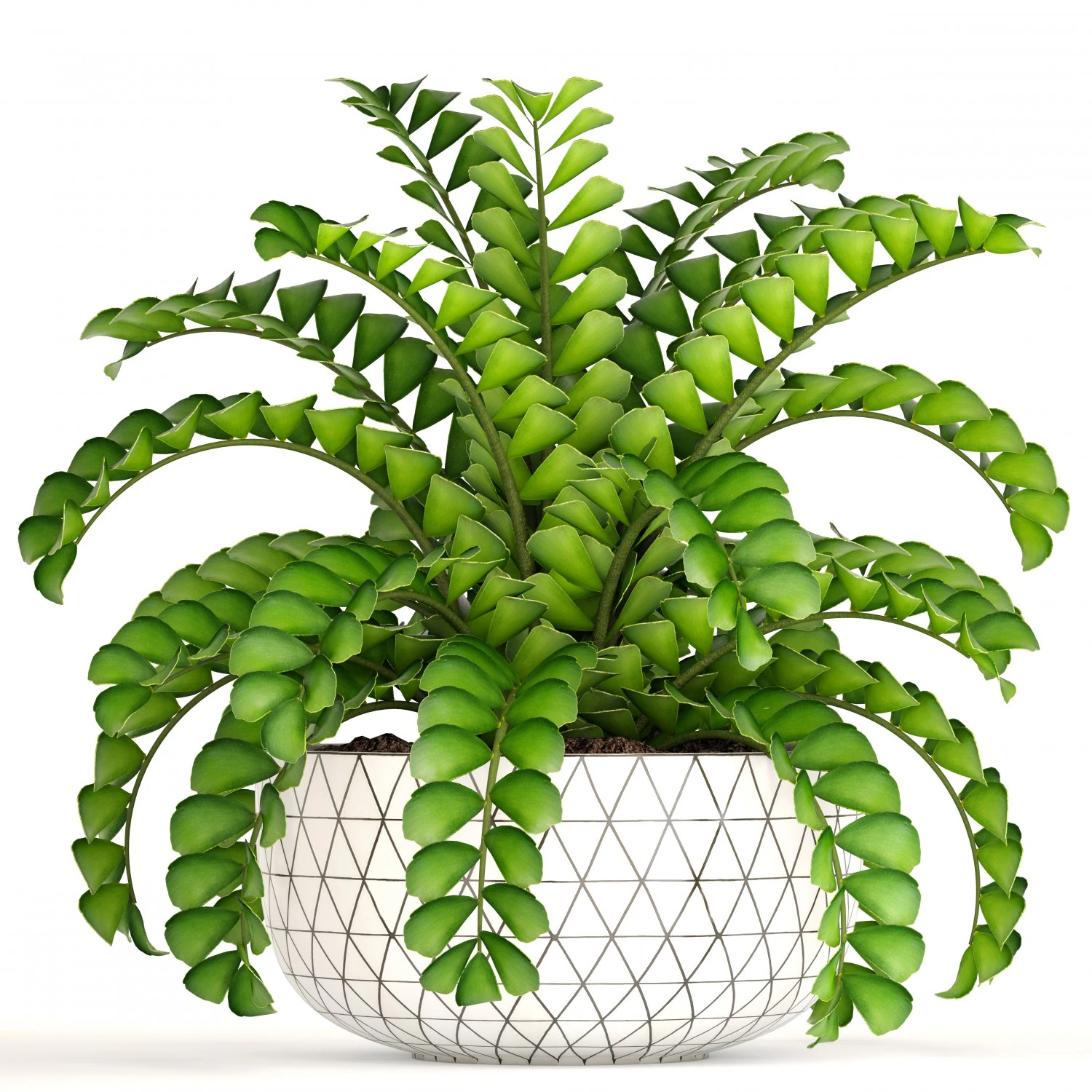 zamioculcas bush 3D Model .c4d .max .obj .3ds .fbx .stl .blend 