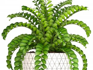 扎米奥库卡斯灌木丛 3D 模型