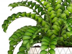 zamioculcas bush 3D Model