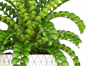 zamioculcas bush 3D Model