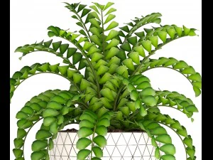 zamioculcas bush 3D Model
