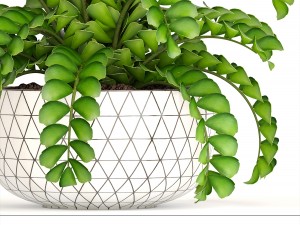 zamioculcas bush 3D Model