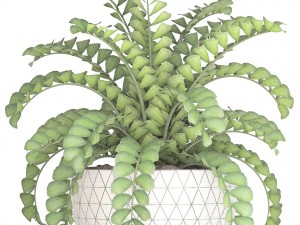 zamioculcas bush 3D Model