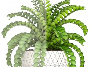 zamioculcas bush 3D Model