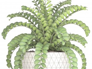 zamioculcas bush 3D Model