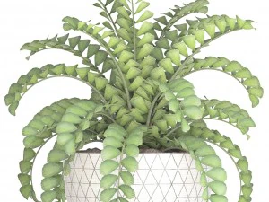 zamioculcas bush 3D Model