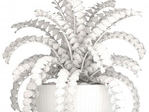 zamioculcas bush 3D Model