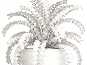 zamioculcas bush 3D Model