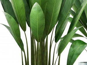 banana bush Modello 3D