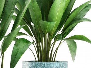 banana bush Modello 3D