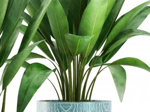 banana bush 3D Model