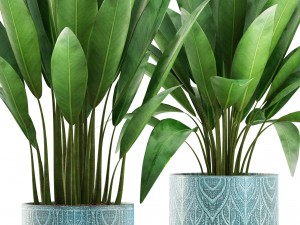 banana bush Modello 3D
