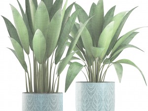 banana bush Modello 3D