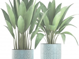 banana bush Modello 3D