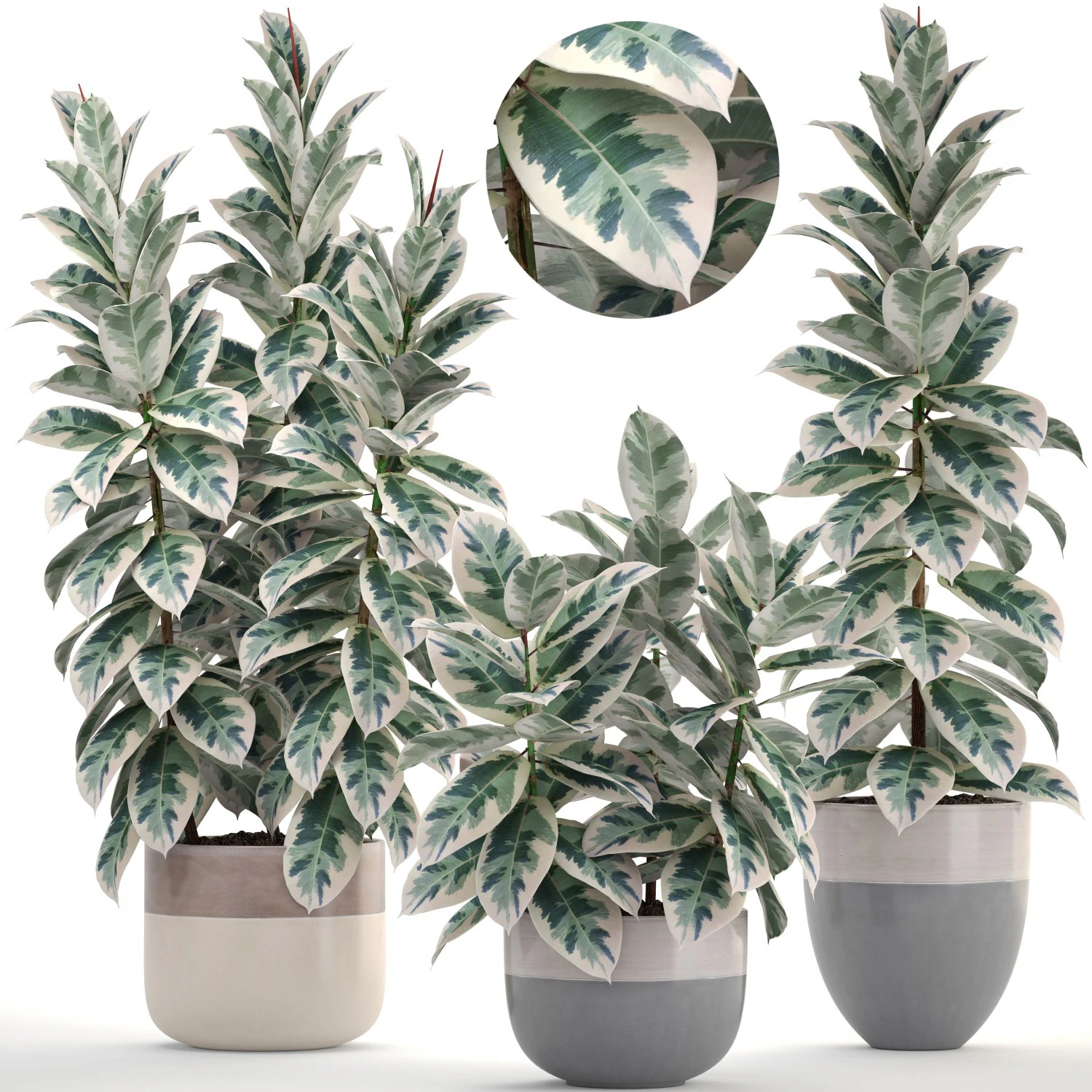 ficus trees 3D Model .c4d .max .obj .3ds .fbx .stl .blend 