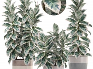 ficus trees Modèle 3D