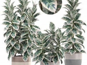 ficus trees 3D Model