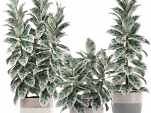 ficus trees Modelo 3D