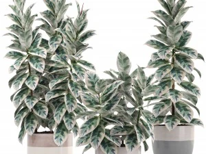 ficus trees 3D Model