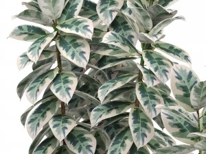 ficus trees 3D Model