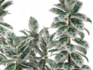 ficus trees 3D Model