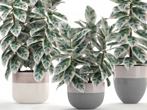 ficus trees 3D Model