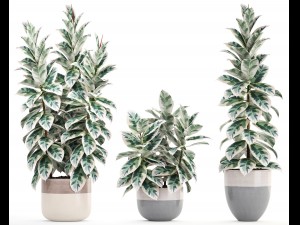 ficus trees Modelo 3D