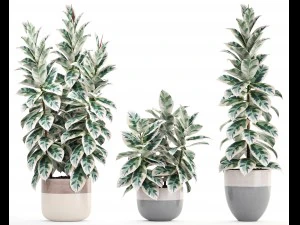 ficus trees 3D Model