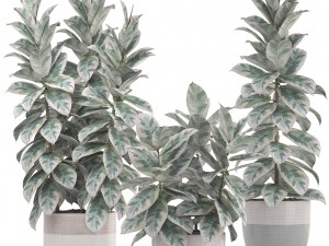 ficus trees Modelo 3D