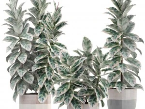 ficus trees 3D Model