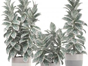 ficus trees 3D Model