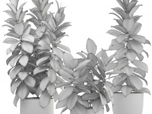 ficus trees Modelo 3D