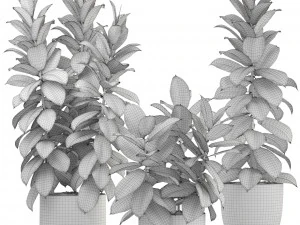 ficus trees 3D Model