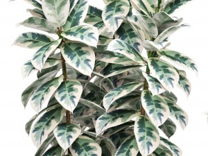 ficus trees Modelo 3D